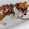 dog, wet, bathtub, bath, fur, pet, animal, indoor, white, brown, sad, floor, tile, water, shower, drain, expression, canine, small_dog, household