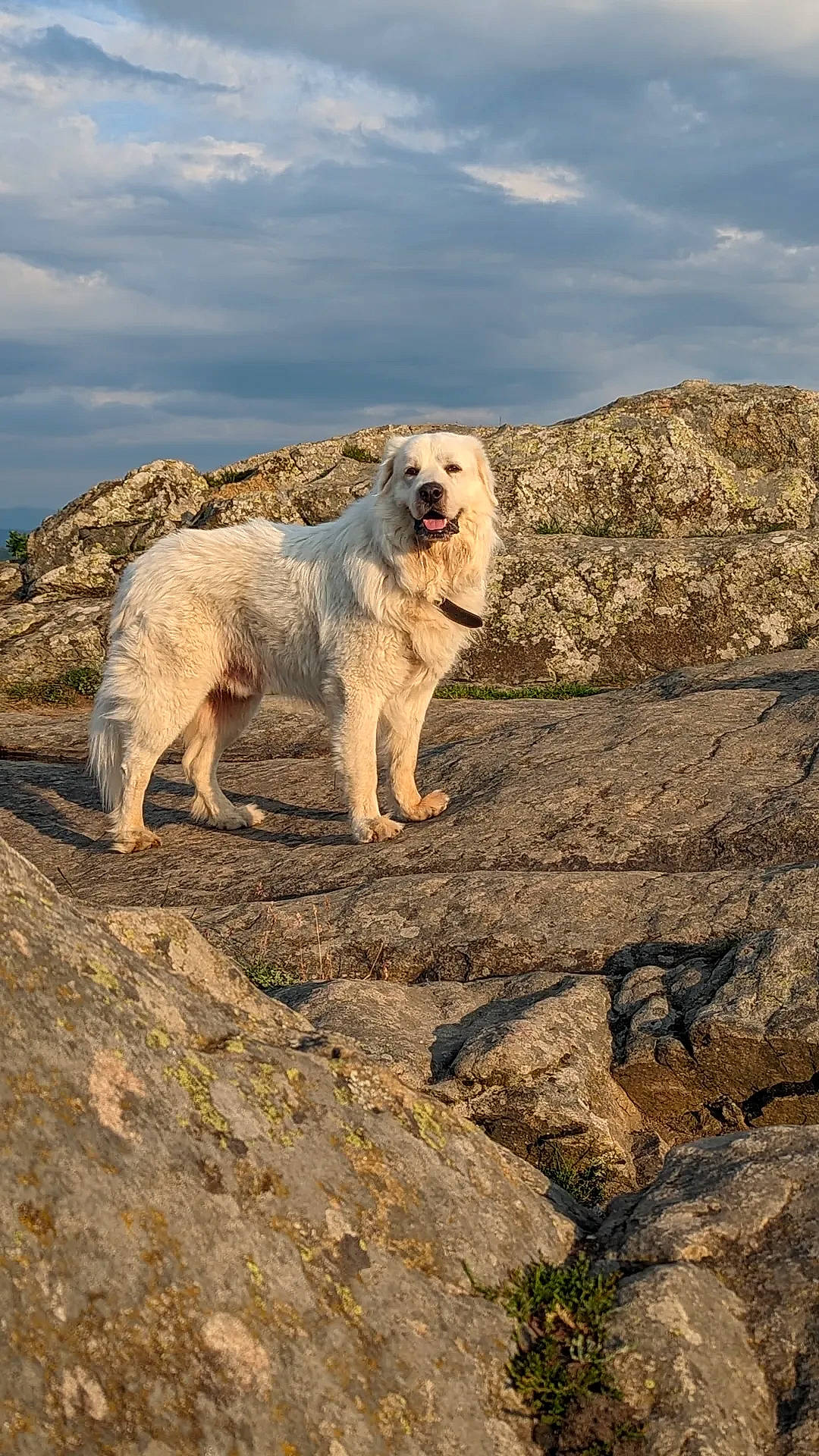Sam a rejoint le concours — aidez-le/la à gagner de superbes lots ! bedrock, canidae, carnivore, cloud, cumulus, dog, dog_breed, fawn, horizon, landscape, mountain, ocean, rock, sand, sky, soil, sporting_group, terrestrial_animal, wildlife, working_animal