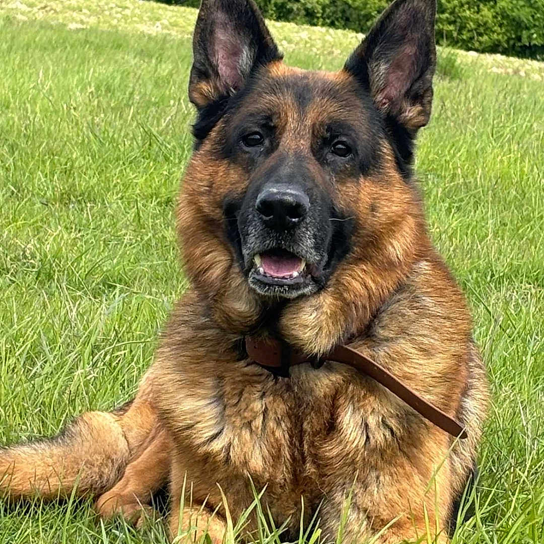 Baloo a rejoint le concours — aidez-le/la à gagner de superbes lots ! animal, canine, dog, field, germanshepherd, grass, grassland, green, land, lawn, nature, outdoors, pet, plant, policedog, puppy, tree, vegetation, woodland, yard