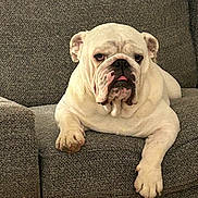 Albert participe au concours pour gagner de l'argent avec cette photo : bulldog, dog, pet, animal, white_dog, canine, lounge, couch, furniture, indoor, resting, relaxed, paw, tongue, wrinkles, close_up, companion, domestic_animal, cute, portrait
