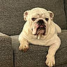 bulldog, dog, pet, animal, white_dog, canine, lounge, couch, furniture, indoor, resting, relaxed, paw, tongue, wrinkles, close_up, companion, domestic_animal, cute, portrait