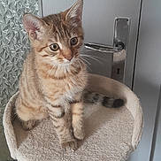 Boubou a rejoint le concours — aidez-le/la à gagner de superbes lots ! kitten, cat, tabby, cat_tree, indoor, pet, animal, feline, perch, curious, young, fur, whiskers, ears, tail, door, clothing, toy, home, playful