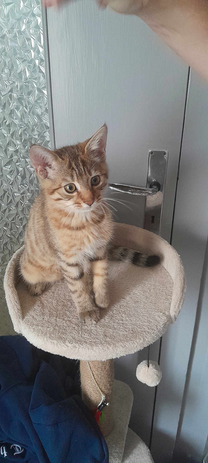 Boubou a rejoint le concours — aidez-le/la à gagner de superbes lots ! kitten, cat, tabby, cat_tree, indoor, pet, animal, feline, perch, curious, young, fur, whiskers, ears, tail, door, clothing, toy, home, playful