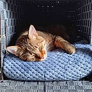 Ed participe au concours pour gagner de l'argent avec cette photo : animal, basket, blue_blanket, calm, cat, closeup, cozy, cute, domestic_animal, feline, indoor, knitted_blanket, peaceful, pet, relaxation, resting, sleeping, soft_light, tabby_cat, woven_texture