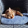 animal, basket, blue_blanket, calm, cat, closeup, cozy, cute, domestic_animal, feline, indoor, knitted_blanket, peaceful, pet, relaxation, resting, sleeping, soft_light, tabby_cat, woven_texture