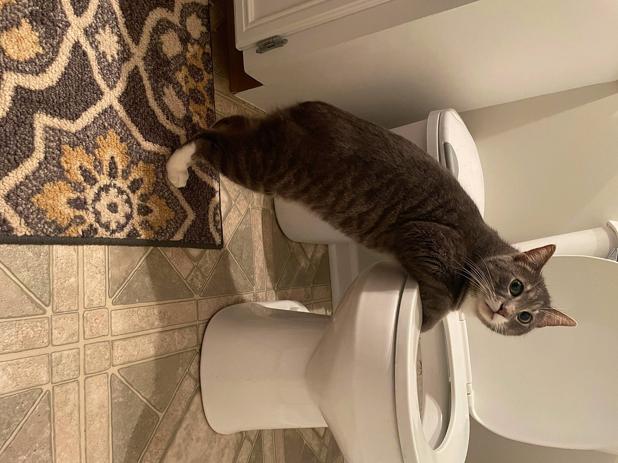 Boy joined the competition — help win amazing prizes! carnivore, cat, cat_supply, comfort, domestic_short_haired_cat, felidae, flooring, fur, houseplant, interior_design, metal, pedestal, pet_supply, room, sculpture, shelf, small_to_medium_sized_cats, tail, whiskers, wood