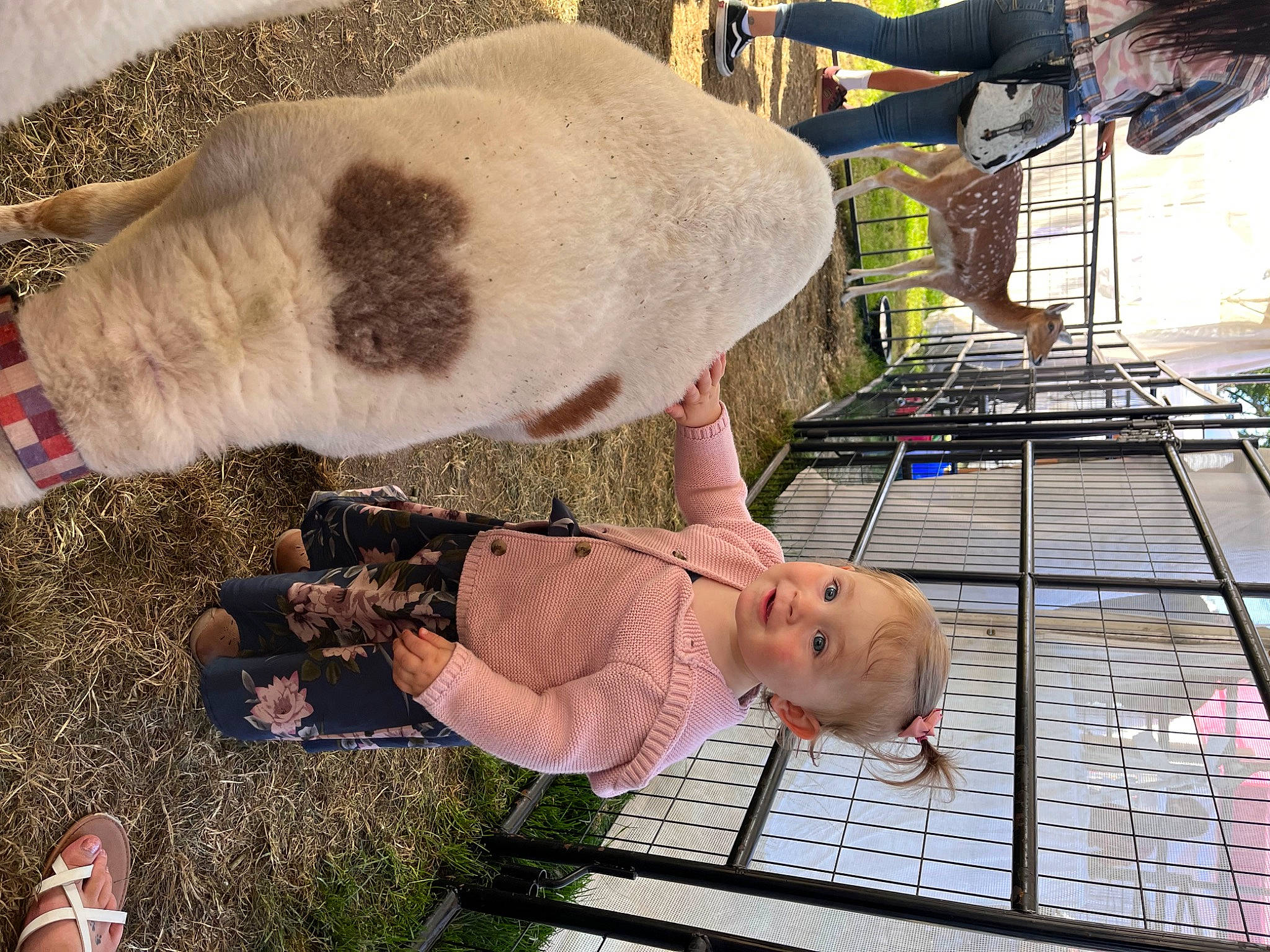 Kiara is registered to the contest to win money with this photo: baby, companion_dog, dog_breed, fawn, fun, fur, grass, hat, leisure, person, recreation, tail, toddler, working_animal