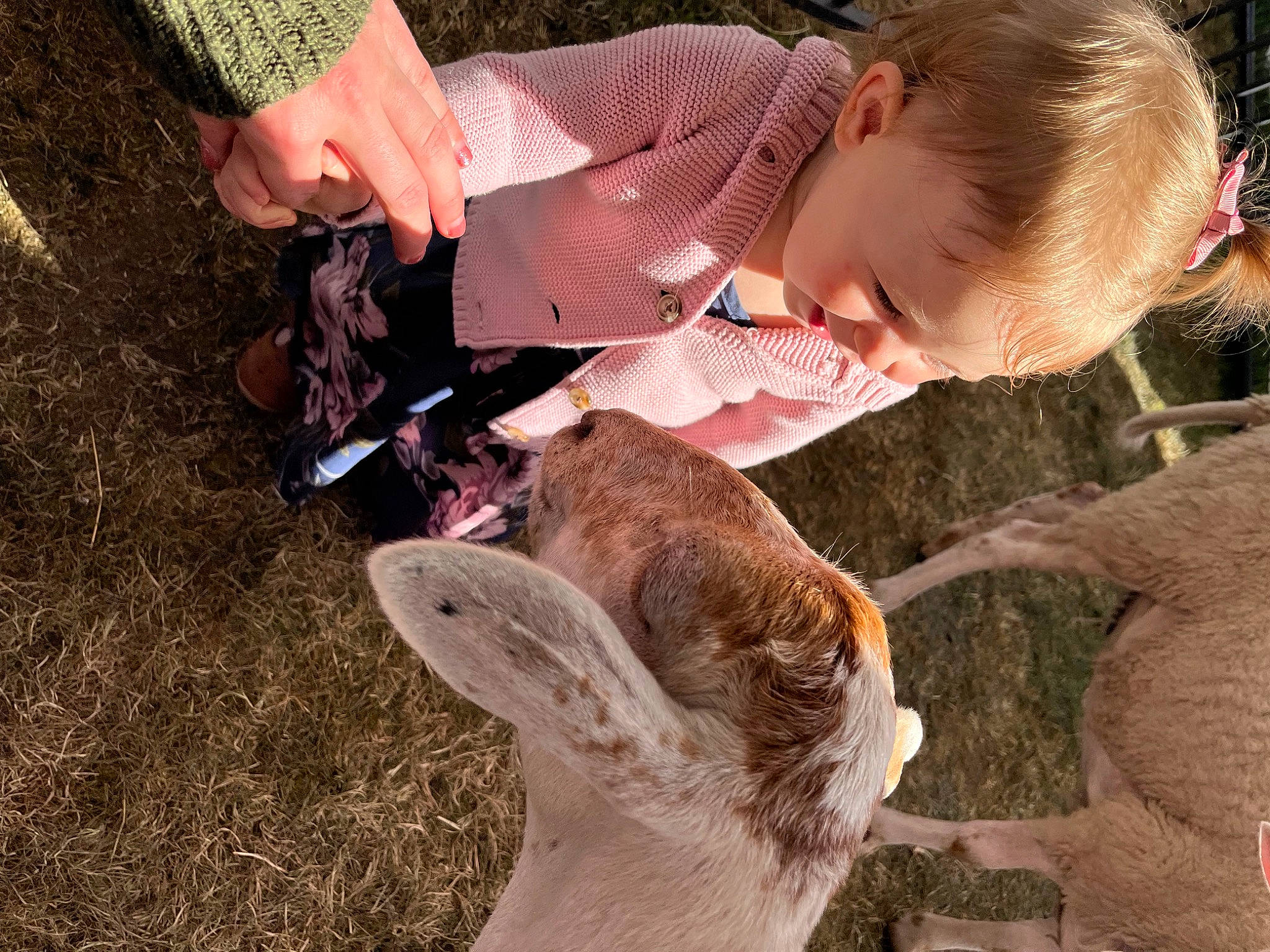 Kiara joined the competition — help win amazing prizes! baby, baby_toddler_clothing, canidae, child, dog_breed, fawn, fun, grass, hat, livestock, people_in_nature, person, photograph, rabbit, soil, sporting_group, sun_hat, terrestrial_animal, toddler, wildlife