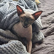 Chatcouille a rejoint le concours — aidez-le/la à gagner de superbes lots ! animal, bed, blanket, cat, comfort, cozy, cute, domestic_animal, ears, feline, gray_blanket, hairless_cat, indoor, pet, relaxed, resting, soft_texture, sphynx_cat, tongue_out, wrinkled_skin
