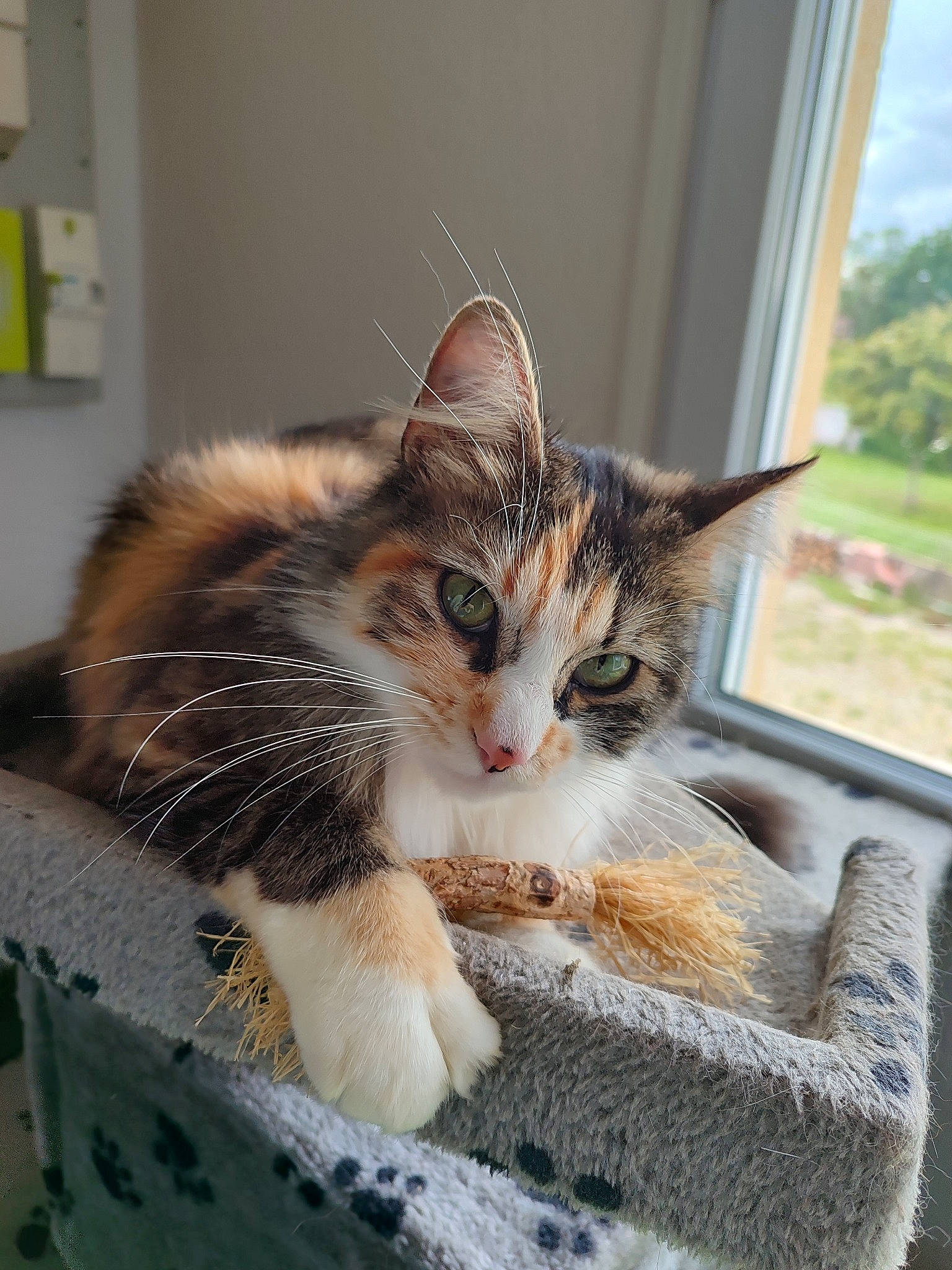 Perle a rejoint le concours — aidez-le/la à gagner de superbes lots ! carnivore, cat, cat_supply, claw, domestic_short_haired_cat, felidae, fur, paw, plant, sitting, small_to_medium_sized_cats, snout, tail, terrestrial_animal, tree, wall_plate, whiskers, window