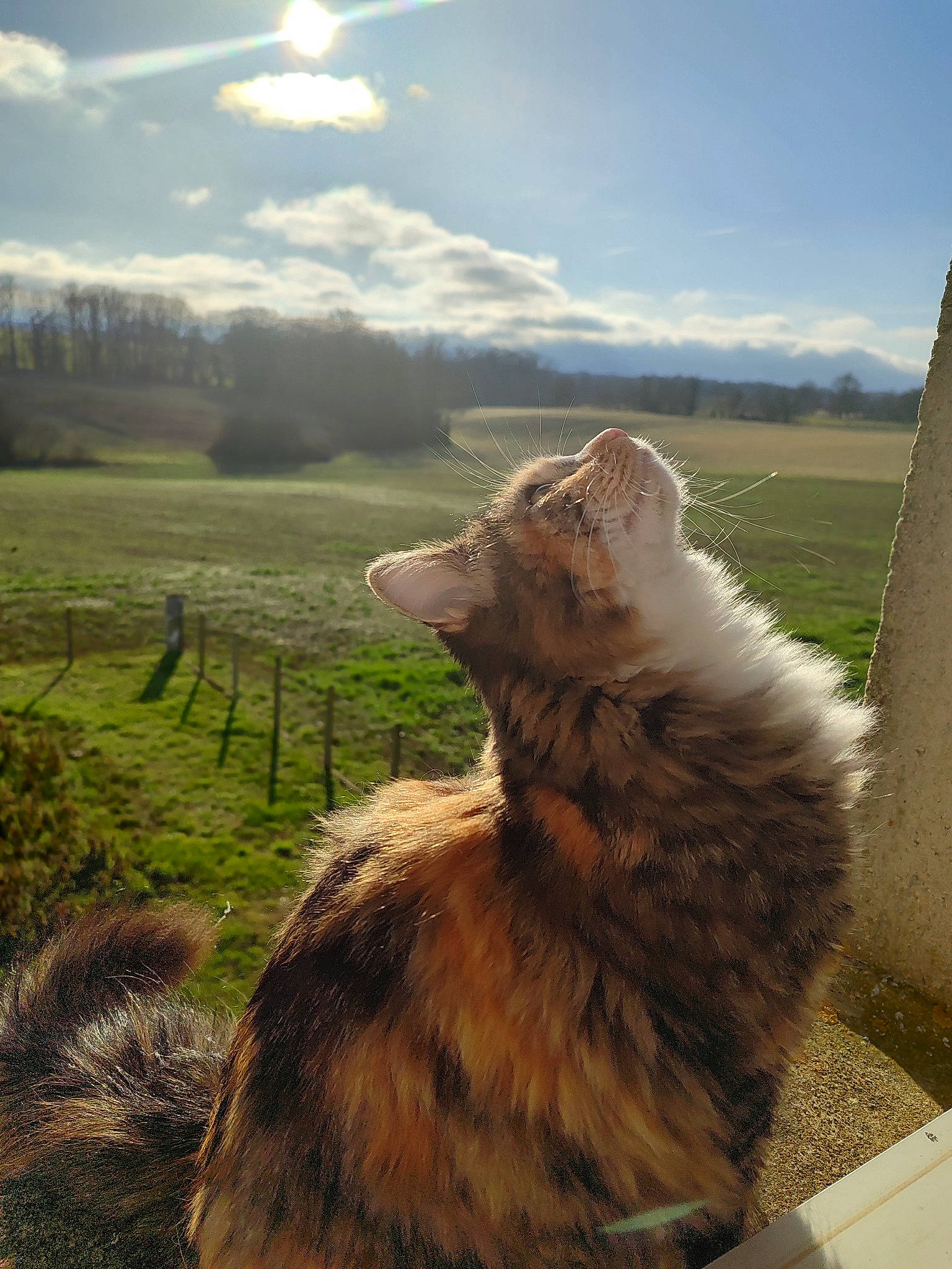 Perle a rejoint le concours — aidez-le/la à gagner de superbes lots ! carnivore, cloud, dog, dog_breed, fawn, felidae, fur, grass, grassland, landscape, natural_landscape, pasture, plant, prairie, rock, sky, tail, terrestrial_animal, tree, wildlife
