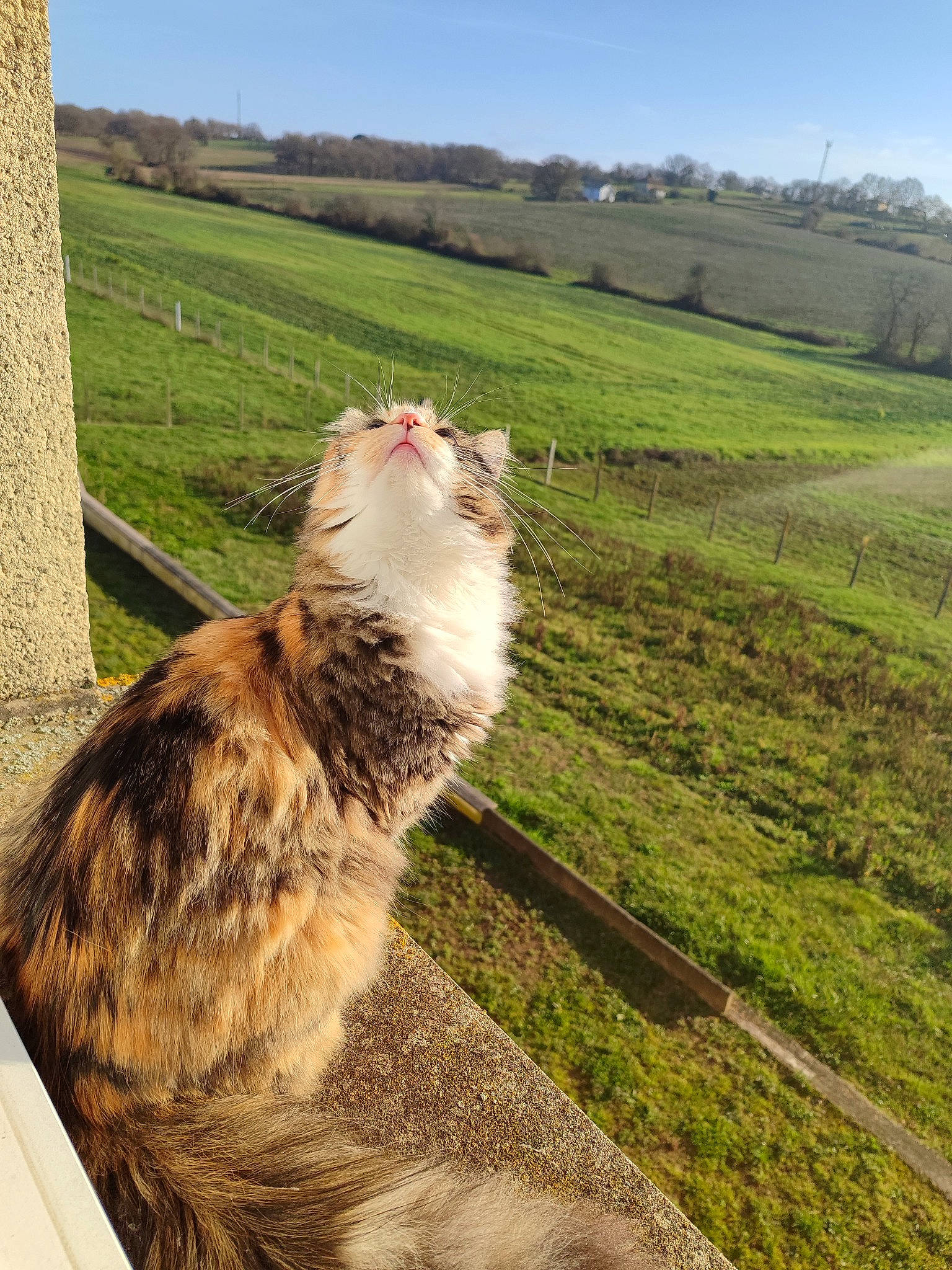 Perle a rejoint le concours — aidez-le/la à gagner de superbes lots ! carnivore, cat, domestic_short_haired_cat, fawn, felidae, fur, grass, grass_family, grassland, landscape, natural_landscape, plant, prairie, sky, small_to_medium_sized_cats, soil, tail, terrestrial_animal, tree, whiskers