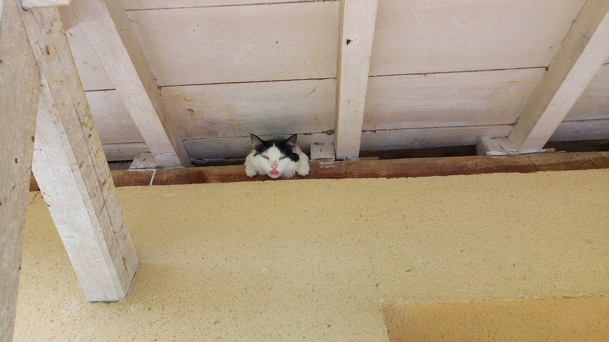 Calinou participe au concours pour gagner de l'argent avec cette photo : canidae, carnivore, cat, concrete, dog_breed, domestic_short_haired_cat, fawn, felidae, floor, flooring, hardwood, plywood, rabbit, room, small_to_medium_sized_cats, snout, tail, tints_and_shades, whiskers, wood