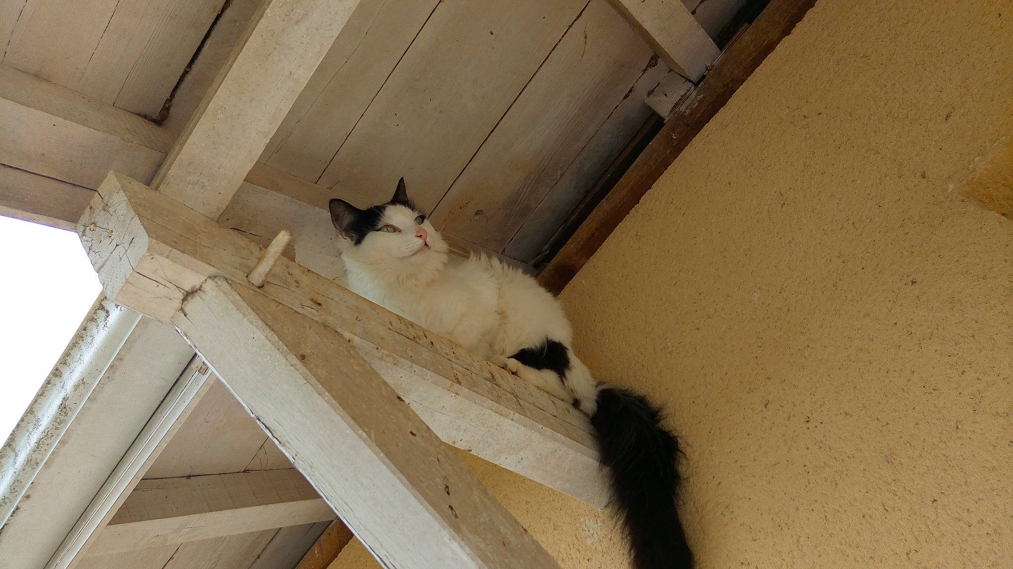 Calinou a rejoint le concours — aidez-le/la à gagner de superbes lots ! carnivore, cat, concrete, domestic_short_haired_cat, door, felidae, flooring, fur, grey, handrail, hardwood, paw, plaster, shadow, small_to_medium_sized_cats, tail, tints_and_shades, whiskers, window, wood