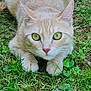 cat, ginger_cat, green_eyes, grass, nature, outdoor, leaf, crouching, predator_pose, animal, cute, whiskers, tail, fur, closeup, alert, mammal, pet, wildlife, garden
