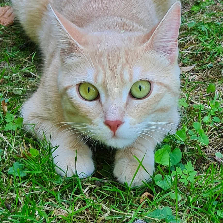 Pumpkin a rejoint le concours — aidez-le/la à gagner de superbes lots ! alert, animal, cat, closeup, crouching, cute, fur, garden, ginger_cat, grass, green_eyes, leaf, mammal, nature, outdoor, pet, predator_pose, tail, whiskers, wildlife