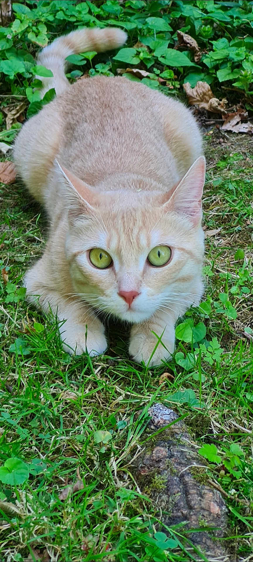 Pumpkin a rejoint le concours — aidez-le/la à gagner de superbes lots ! cat, ginger_cat, green_eyes, grass, nature, outdoor, leaf, crouching, predator_pose, animal, cute, whiskers, tail, fur, closeup, alert, mammal, pet, wildlife, garden