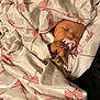 Samantha is registered to the contest to win money with this photo: adorable, baby, blanket, child, clothing, comfort, cozy, cute, face, hands, infant, pacifier, peaceful, pink, resting, sleeping, soft, white, wrapped, young