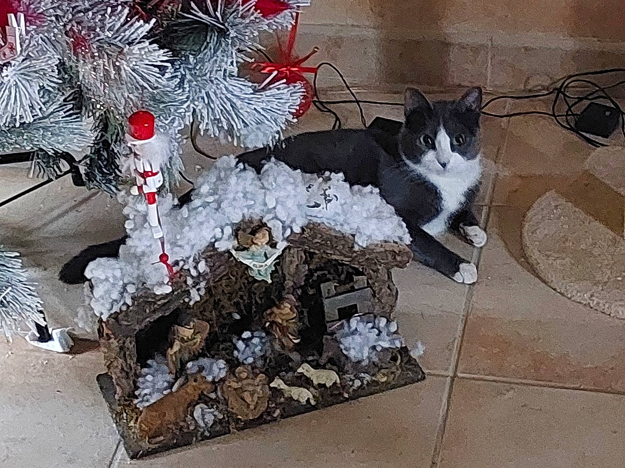 Tora participe au concours pour gagner de l'argent avec cette photo : carmine, carnivore, cat, christmas, christmas_decoration, conifer, domestic_short_haired_cat, event, felidae, flooring, floral_design, flowerpot, fur, ornament, plant, small_to_medium_sized_cats, tail, tree, twig, whiskers