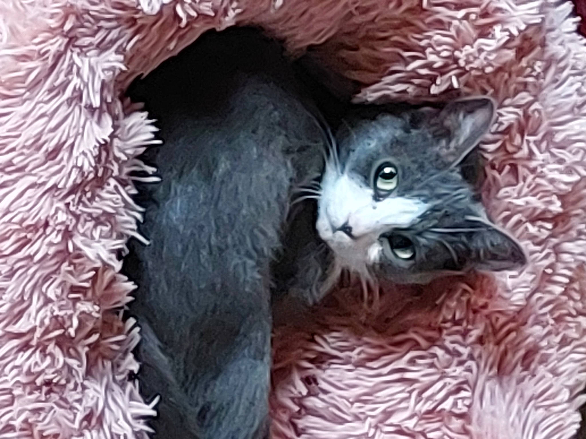 Tora a rejoint le concours — aidez-le/la à gagner de superbes lots ! black_cat, carnivore, cat, cat_furniture, cat_supply, claw, conifer, domestic_short_haired_cat, door, felidae, fur, organism, paw, plant, small_to_medium_sized_cats, snout, tail, tree, whiskers, window