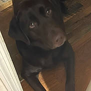 Ebony is registered to the contest to win money with this photo: animal, brown_dog, canine, close_up, companion, cute, dog, domestic_animal, door_frame, flooring, fur, house, indoor, looking_up, lying_down, mammal, paw, pet, resting, wooden_floor