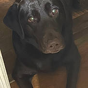 Ebony is registered to the contest to win money with this photo: dog, black_dog, pet, indoor, wooden_floor, looking_up, animal, canine, floor, ears, snout, fur, domestic_animal, companion, lying_down, cute, mammal, house, eyes, resting