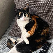 Canela is registered to the contest to win money with this photo: cat, calico, pet, animal, feline, indoor, couch, pillow, blanket, remote_control, fur, whiskers, curious, relaxed, resting, home, cozy, looking, seated, paw