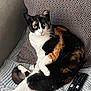 cat, calico, pet, animal, feline, indoor, couch, pillow, blanket, remote_control, fur, whiskers, curious, relaxed, resting, home, cozy, looking, seated, paw