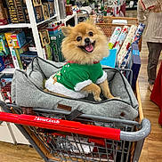 Niña joined the competition — help win amazing prizes! dog, shopping_cart, dog_bed, green_sweater, store, gift_wrap, boxes, wooden_floor, happy_dog, fluffy_dog, pet_clothing, retail, holiday_theme, indoor, smiling_dog, furniture, shopping, pet, cute, canine