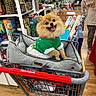 dog, shopping_cart, dog_bed, green_sweater, store, gift_wrap, boxes, wooden_floor, happy_dog, fluffy_dog, pet_clothing, retail, holiday_theme, indoor, smiling_dog, furniture, shopping, pet, cute, canine