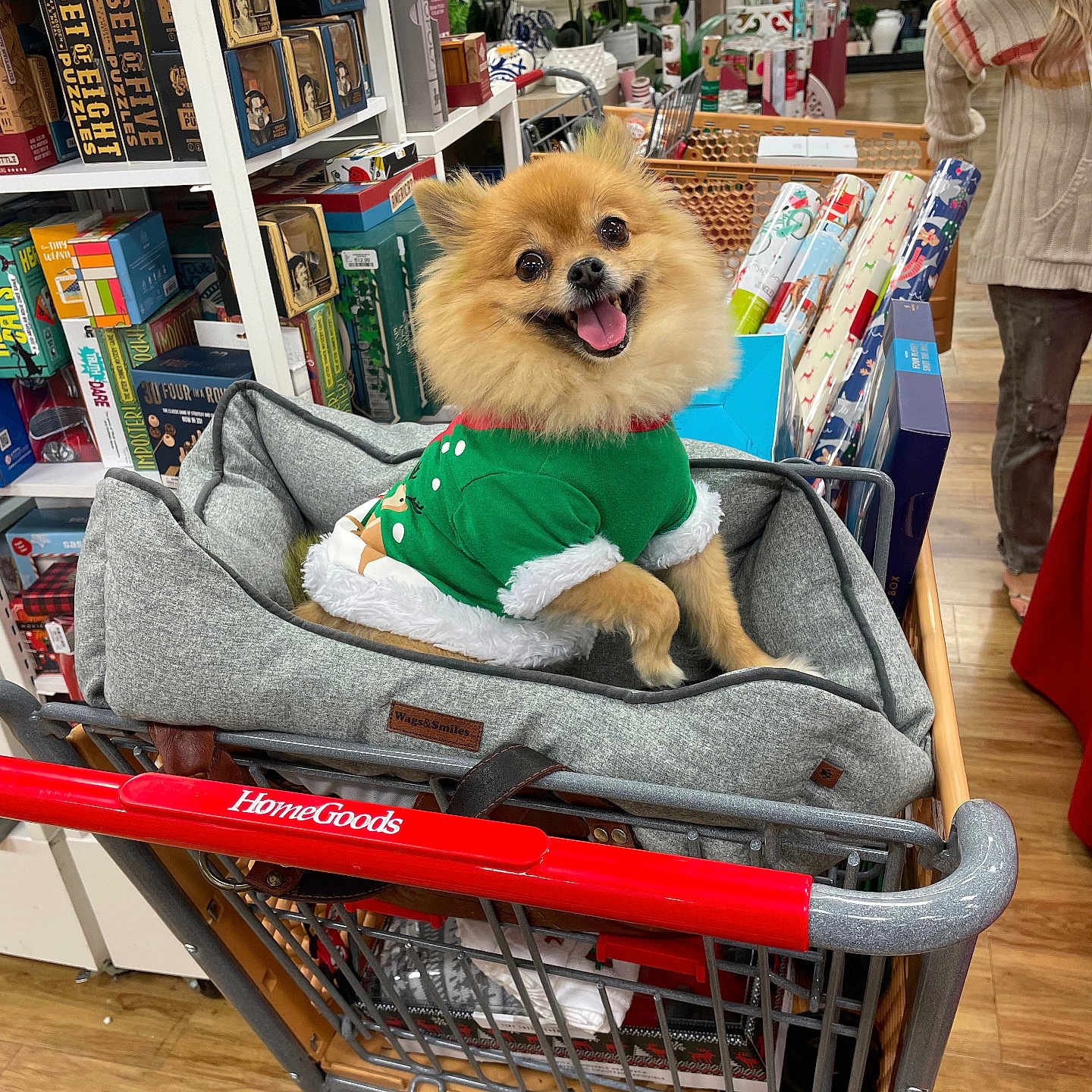 Niña joined the competition — help win amazing prizes! dog, shopping_cart, dog_bed, green_sweater, store, gift_wrap, boxes, wooden_floor, happy_dog, fluffy_dog, pet_clothing, retail, holiday_theme, indoor, smiling_dog, furniture, shopping, pet, cute, canine