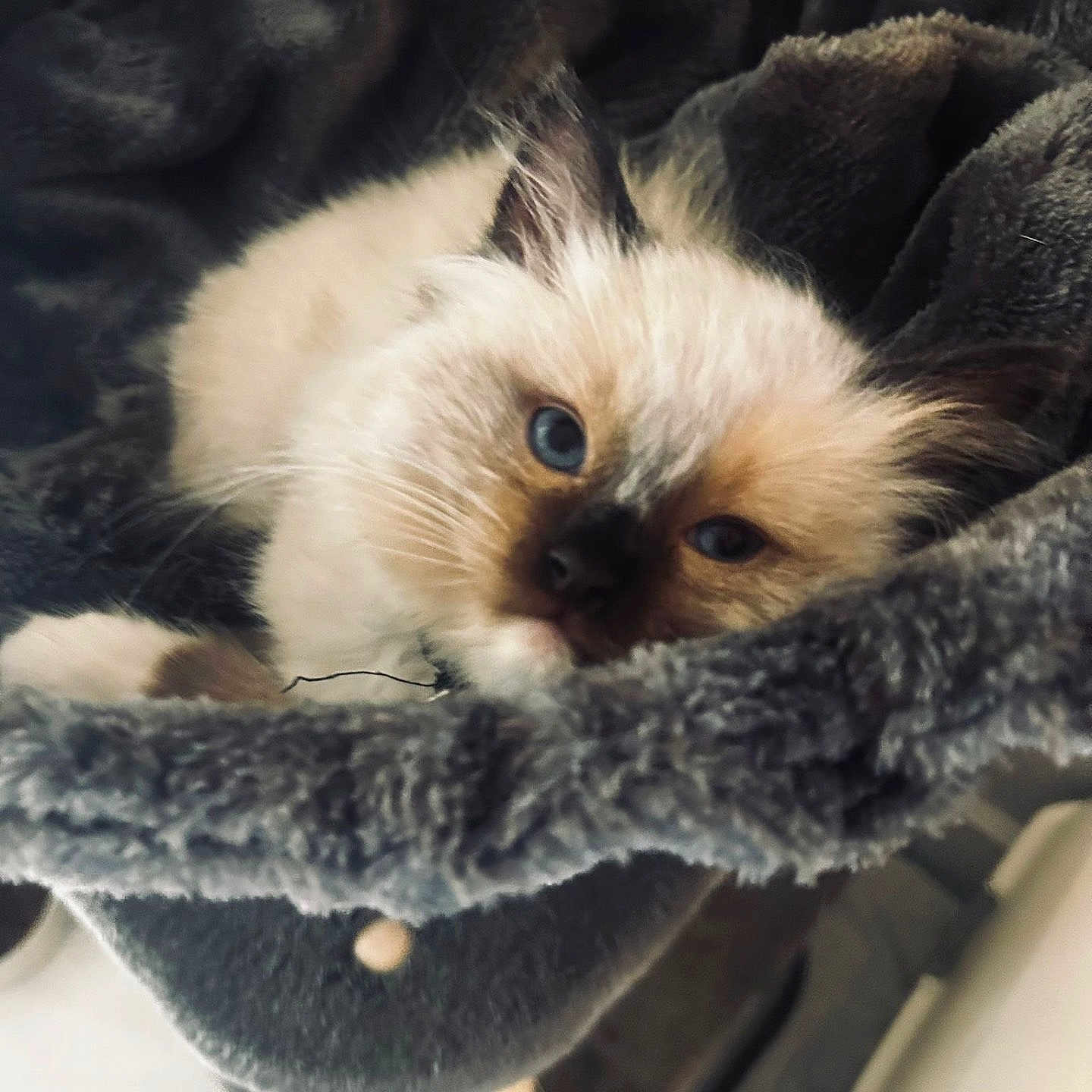 Loki joined the competition — help win amazing prizes! animal, blanket, blue_eyes, cat, cozy, cute, domestic, ears, face, fluffy, fur, furry, indoor, kitten, pet, resting, sleepy, soft, whiskers, young