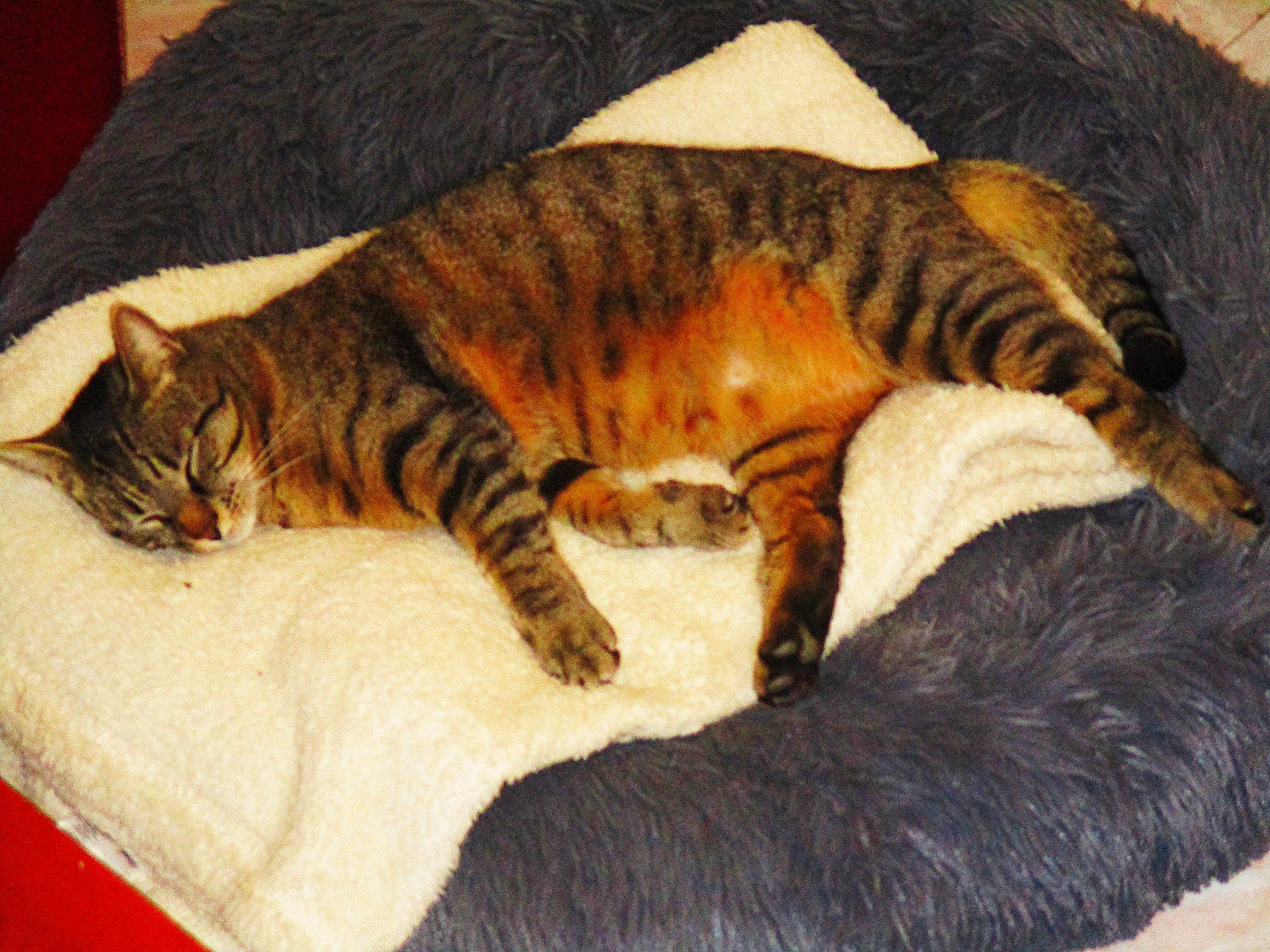 Simba participe au concours pour gagner de l'argent avec cette photo : bed, brown, carnivore, cat, cat_supply, claw, comfort, domestic_short_haired_cat, felidae, fur, linens, nap, paw, room, sleep, small_to_medium_sized_cats, snout, tail, terrestrial_animal, whiskers