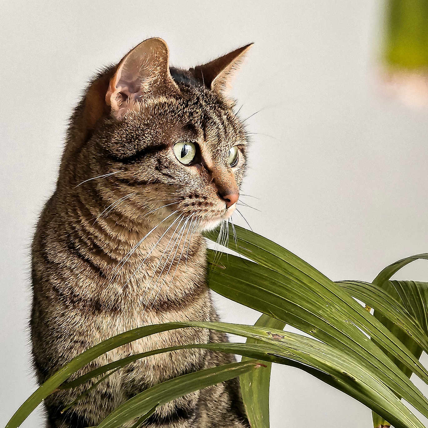 Tora a rejoint le concours — aidez-le/la à gagner de superbes lots ! abyssinian, animal, cat, egyptiancat, kitten, leaf, manx, pet, plant