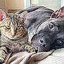 Jackie a rejoint le concours — aidez-le/la à gagner de superbes lots ! tabby_cat, black_dog, pet, animal, indoor, resting, cozy, blanket, close_up, fur, relaxed, companion, friendship, lying_down, bed, soft_light, domestic_animal, cute, calm, home
