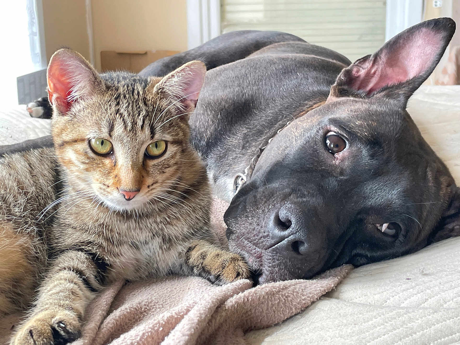 Jackie a rejoint le concours — aidez-le/la à gagner de superbes lots ! tabby_cat, black_dog, pet, animal, indoor, resting, cozy, blanket, close_up, fur, relaxed, companion, friendship, lying_down, bed, soft_light, domestic_animal, cute, calm, home