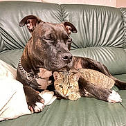 Jackie participe au concours pour gagner de l'argent avec cette photo : dog, cat, couch, pet, animal, friendship, relaxing, indoor, fur, paw, tabby, leather, companion, domestic, cute, snuggling, resting, closeup, brown, green
