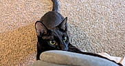 Spooky is registered to the contest to win money with this photo: black_cat, cat, pet, animal, feline, curious, yellow_eyes, carpet, indoor, playful, fur, whiskers, tail, ears, close_up, looking_up, home, domestic, cute, mammal