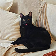 Spooky is registered to the contest to win money with this photo: black_cat, cat, pet, animal, indoor, couch, pillow, blanket, cozy, tongue_out, relaxed, feline, cute, resting, fur, whiskers, ears, tail, home, comfort