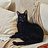 black_cat, cat, pet, animal, indoor, couch, pillow, blanket, cozy, tongue_out, relaxed, feline, cute, resting, fur, whiskers, ears, tail, home, comfort