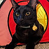 Spooky joined the competition — help win amazing prizes! black_cat, cat, yellow_eyes, pet, indoor, tent, red_tent, yellow_tent, carpet, collar, tag, fur, whiskers, close_up, animal, cute, resting, looking, portrait, domestic_cat
