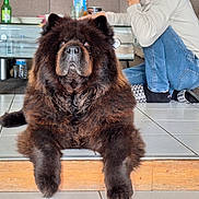 Nila a rejoint le concours — aidez-le/la à gagner de superbes lots ! dog, chow_chow, fluffy, indoor, floor, tile, person, casual_clothing, sitting, furniture, glass_table, bottle, relaxing, pet, animal, mammal, brown, black, home, cozy