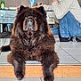 dog, chow_chow, fluffy, indoor, floor, tile, person, casual_clothing, sitting, furniture, glass_table, bottle, relaxing, pet, animal, mammal, brown, black, home, cozy