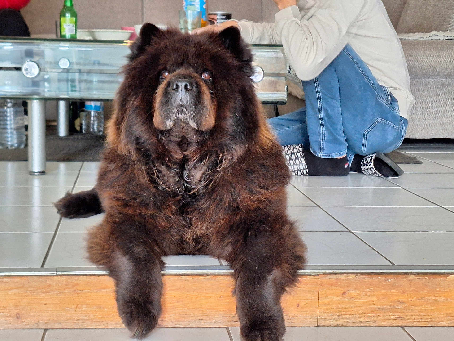 Nila a rejoint le concours — aidez-le/la à gagner de superbes lots ! dog, chow_chow, fluffy, indoor, floor, tile, person, casual_clothing, sitting, furniture, glass_table, bottle, relaxing, pet, animal, mammal, brown, black, home, cozy