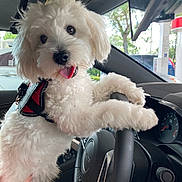 Benji is registered to the contest to win money with this photo: dog, white_dog, fluffy, car_interior, steering_wheel, gas_station, tongue_out, pet, cute, playful, hand, seat, window, trees, daylight, vehicle, dashboard, leash, collar, closeup