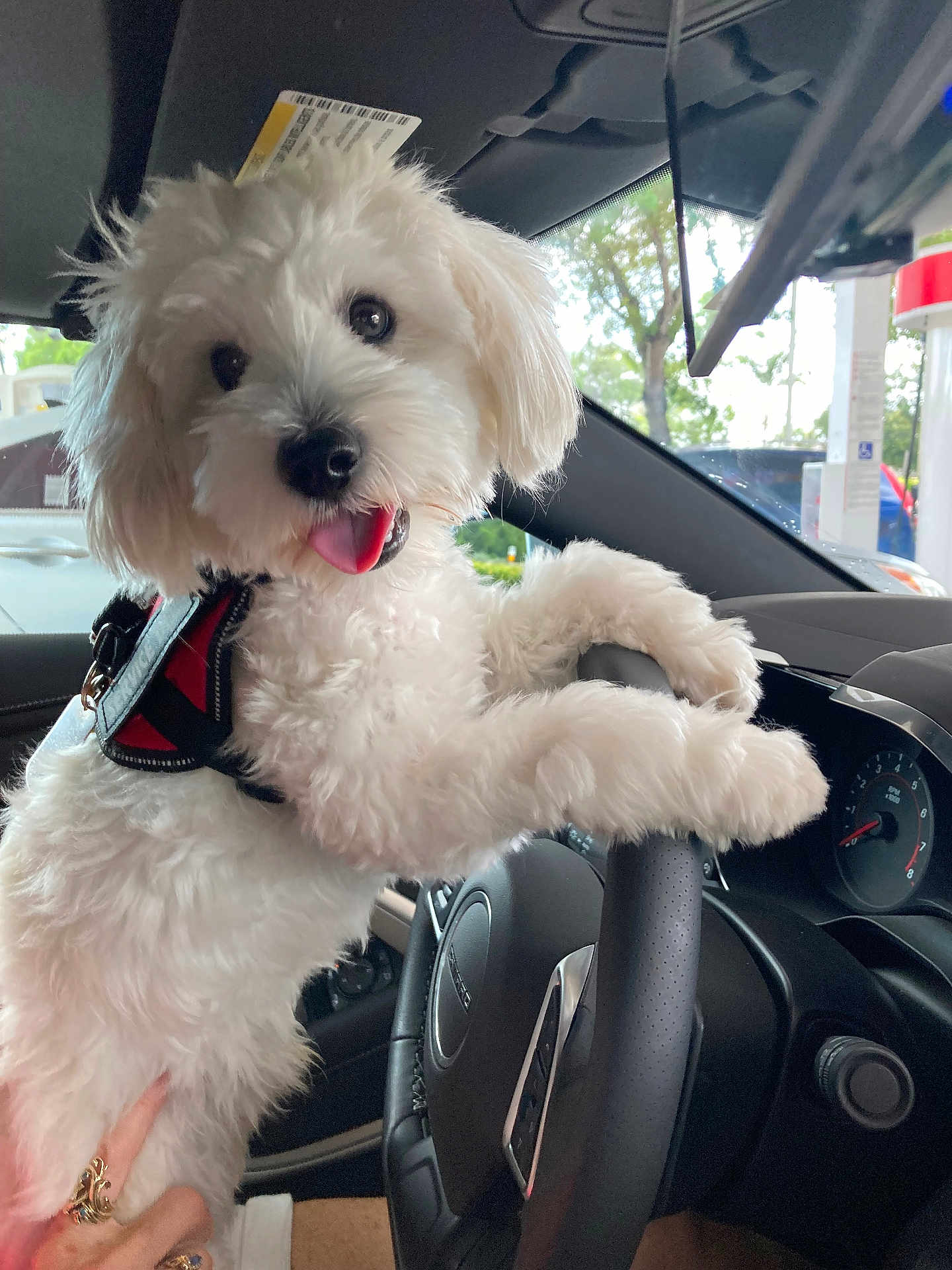 Benji