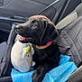 animal, black_dog, blue_pad, car_interior, car_seat, collar, cute, dog, domestic_animal, happy, inside_car, looking_outside, pet, playful, plush_toy, puppy, resting, seatbelt, window, young_dog