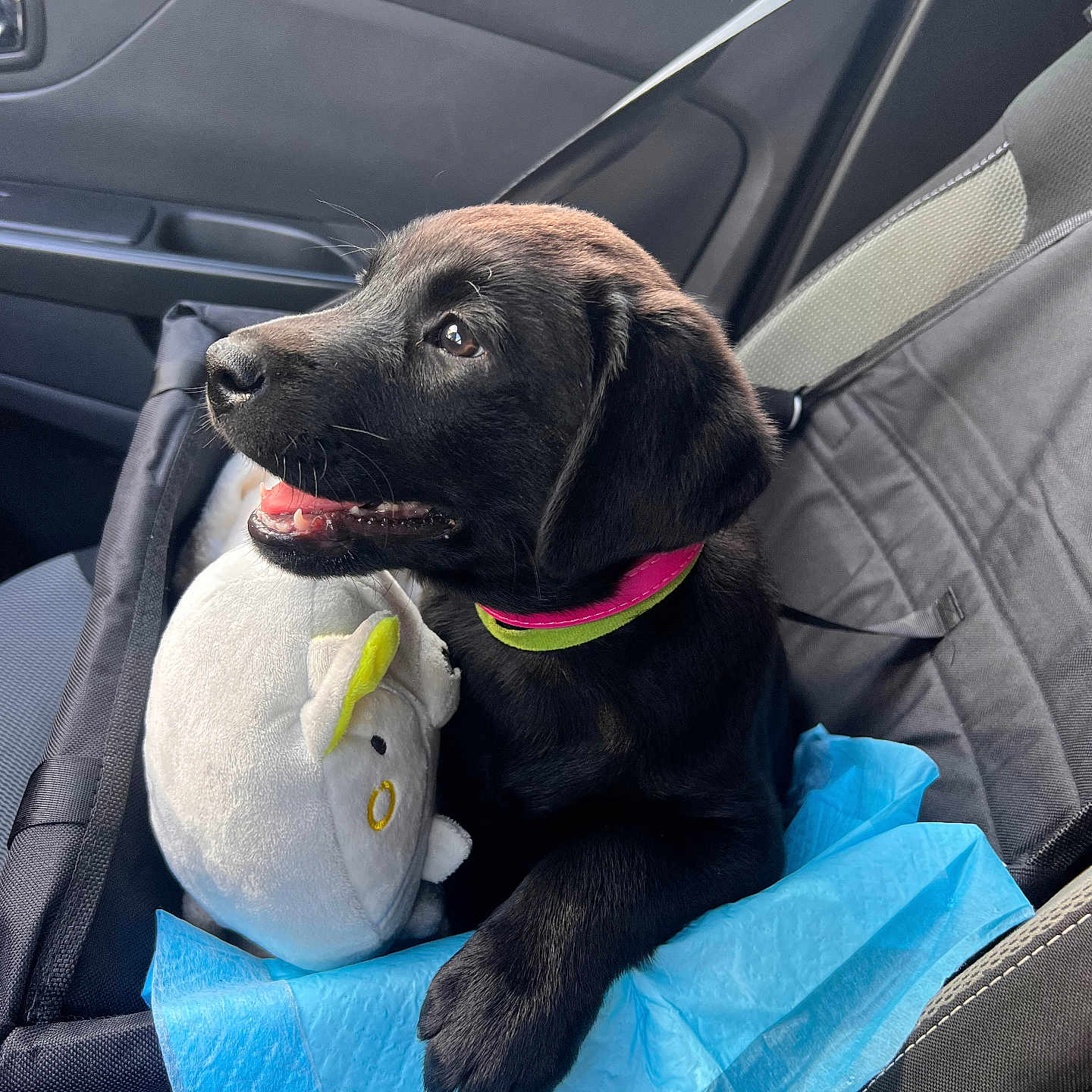 Abby a rejoint le concours — aidez-le/la à gagner de superbes lots ! animal, black_dog, blue_pad, car_interior, car_seat, collar, cute, dog, domestic_animal, happy, inside_car, looking_outside, pet, playful, plush_toy, puppy, resting, seatbelt, window, young_dog