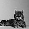 cat, tabby_cat, animal, pet, feline, lying_down, portrait, black_and_white, whiskers, ears, fur, paws, relaxed, indoor, looking_at_camera, striped, mammal, close_up, cute, resting
