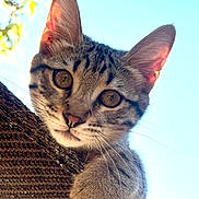 Basile participe au concours pour gagner de l'argent avec cette photo : animal, brown, cat, closeup, curious, daylight, ears, feline, kitten, nature, outdoor, paw, pet, portrait, sky, sunlight, tabby, texture, whiskers, young